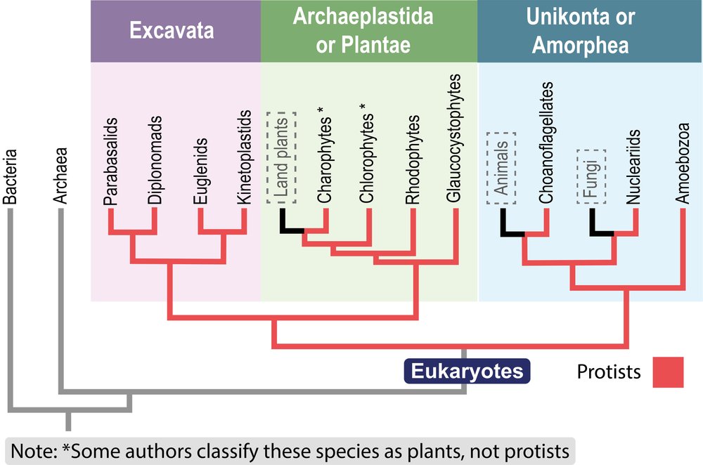 Phylogenetic tree illustrating relationships among protist groups and their connection to animals.