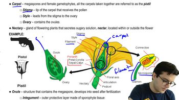 Flower Anatomy