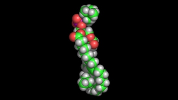 fatty acid molecule model