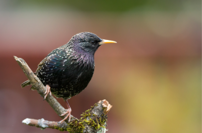 A starling perched on a branch, relevant to population sampling methods in ecology.