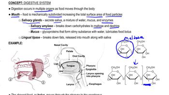 Mouth and Esophagus