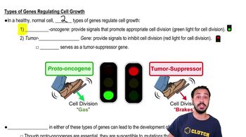 Types of Genes Regulating Cell Growth