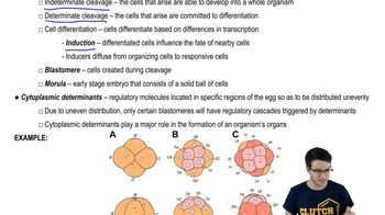 Cleavage and Blastulation