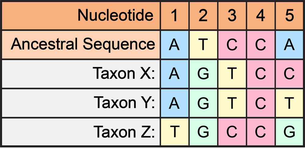 Table showing ancestral and taxon nucleotide sequences for phylogenetic tree analysis.