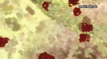 Animation: Apoptosis