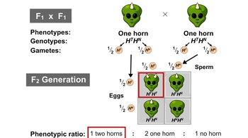 Animation: Incomplete Dominance in "MendAliens"