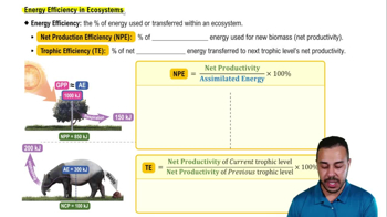 Energy Efficiency in Ecosystems