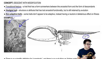 Vestigial Traits and Evolutionary Misconceptions