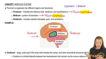 Cerebrum and Cerebral Cortex