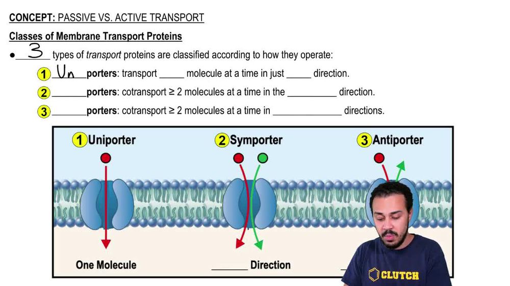 Active Transport Diagram Pearson
