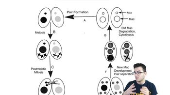 Ciliates