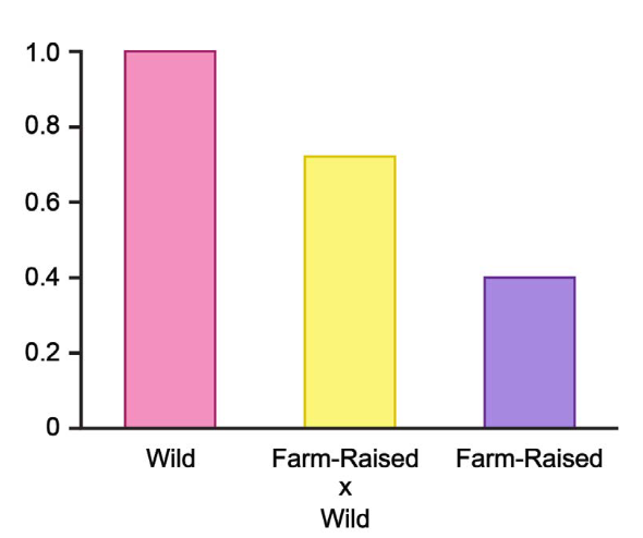 Bar graph comparing fitness values of wild, farm-raised x wild, and farm-raised fish.