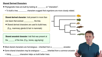 Shared Derived Characters