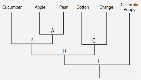 Simplified phylogenetic tree showing relationships among cucumber, apple, pear, cotton, orange, and California poppy.