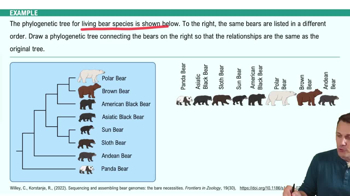 Phylogeny Example 3