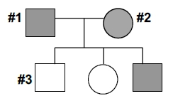 Pedigree chart showing individuals #1, #2, and #3 for autosomal inheritance analysis.