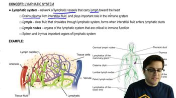 Lymphatic System