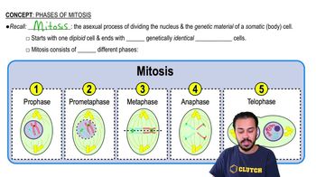 Phases of Mitosis