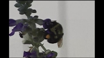 Short Video: Bee Pollination