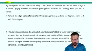 Energy Flow Through Ecosystems Example 2