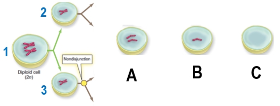 Illustration of meiosis showing nondisjunction in cell #3, with possible gametes labeled A, B, and C.