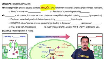 Photorespiration