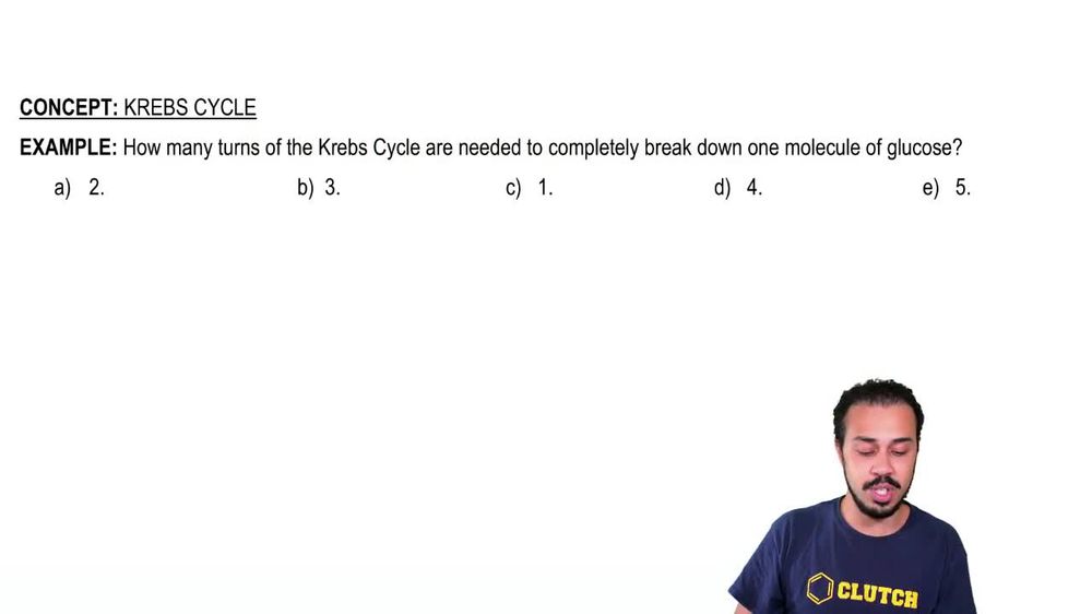 Link reaction Krebs cycle (Edexcel Alevel Biology B) Teaching Resources