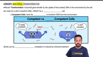 Bacterial Transformation