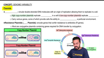 Plasmids