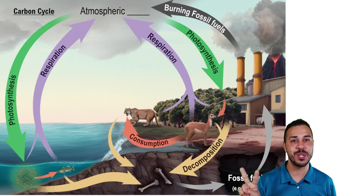 Carbon Cycle