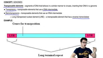 Transposable Elements and Pseudogenes