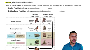 Grazing & Detritus-Based Food Chains