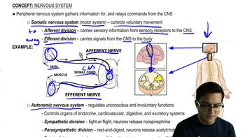 Peripheral Nervous System