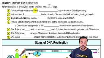 Steps of DNA Replication