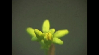 Short Video: Flowering Plant Life Cycle