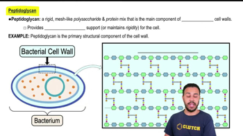 Peptidoglycan