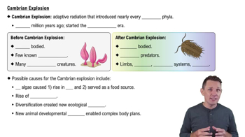 Cambrian Explosion