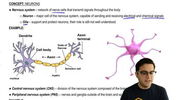 Neurons  Biology for Majors II