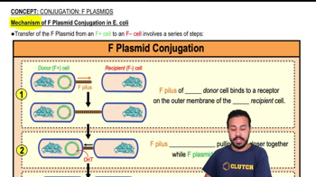 Mechanism of F Plasmid Conjugation in E. coli