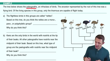 Cladistics Example 1