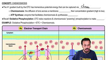 Chemiosmosis