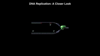 Animation: DNA Replication: A Closer Look