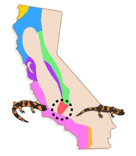 Map of California showing the distribution of Ensatina escholtzii salamander populations in a ring-like pattern.