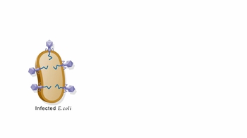 Animation: The Hershey-Chase Experiment