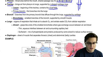 Lung Anatomy