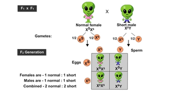 Animation: X-Linked Genes