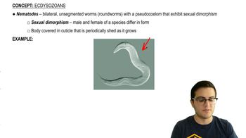 Nematodes