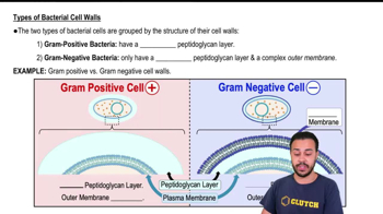 Types of Bacterial Cell Walls