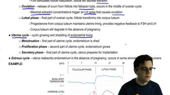 Menstrual Cycle