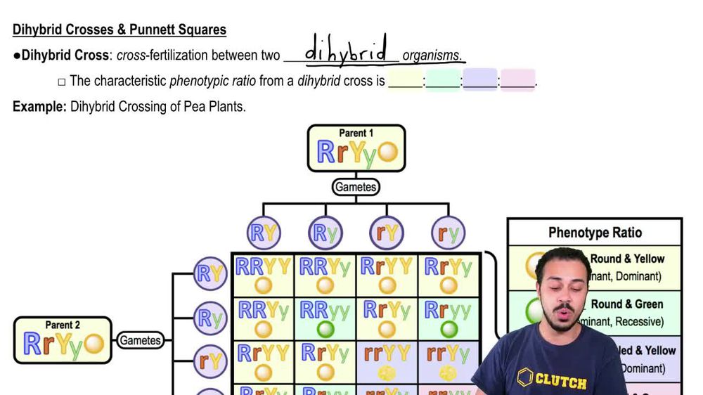 dihybrid cross punnett square worksheet